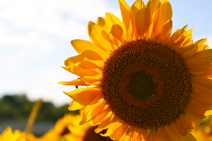 Krijg jij wel voldoende vitamine D binnen?